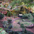 Dragonfly Ranch Garden