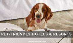 Browse Pet Friendly Spa Hotels and Resorts