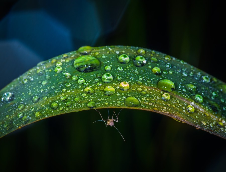 DIY Insect Repellent Spray