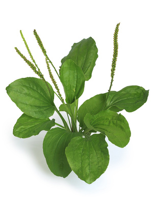 Plantain Weed