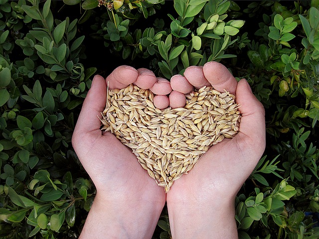 Handful of Grains