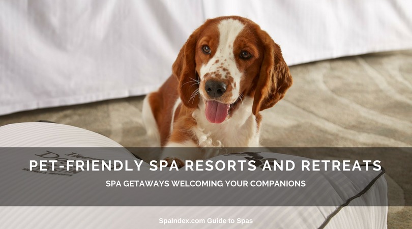 Pet Friendly Hotels and Resorts