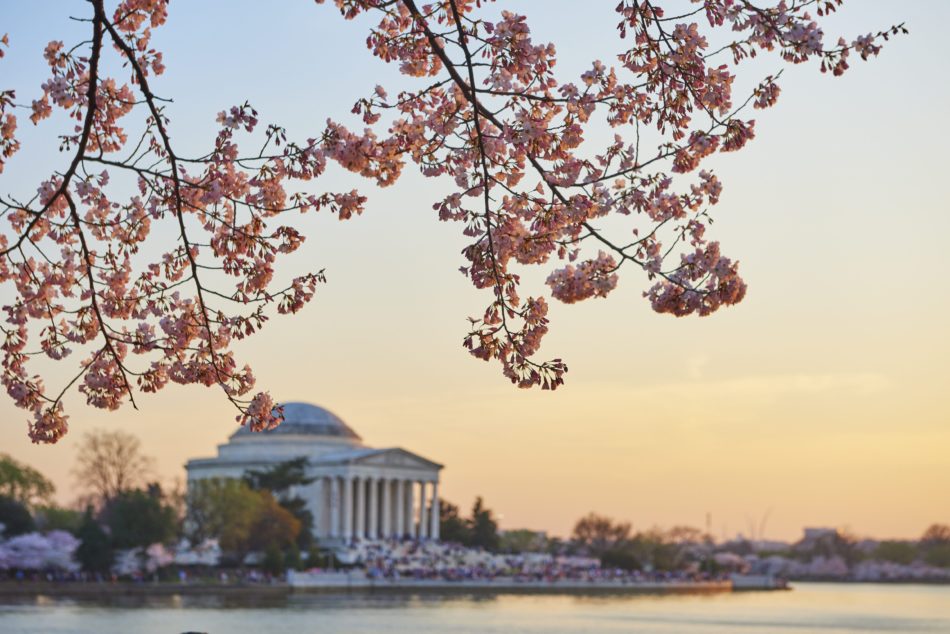 Cherry Blossom Washington DC