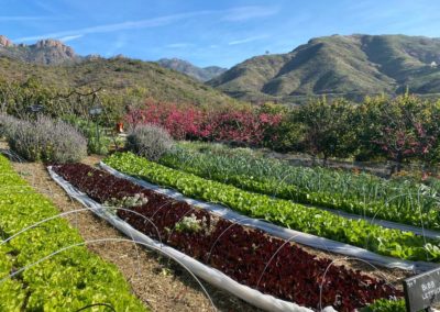 The Ranch Malibu - Organic Plant Based Cuisine