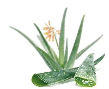 aloe