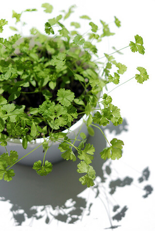 parsley cucumber facial