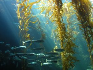 Sea Kelp Mineral Facial and Mineral Bath